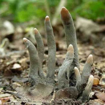 قارچ سمی که به انگشتان مرده