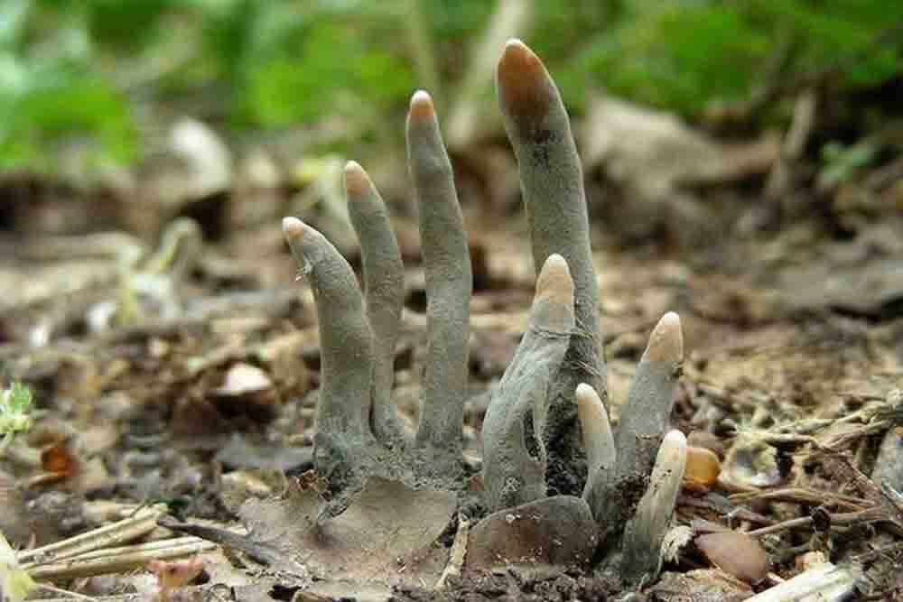 قارچ سمی که به انگشتان مرده